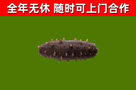 小金县回收海参干